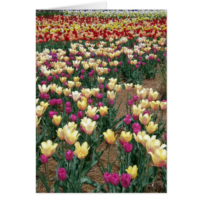 card - Rows of Multi-Coloured Tulips (Front)