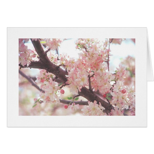 card with photo of blossoming tree branch (Front Horizontal)