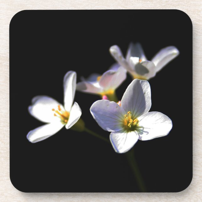 Cardamine Pratensis Flowers coastercna Coaster (Front)