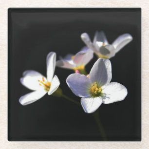 Cardamine Pratensis Flowers coastercna Glass Coaster