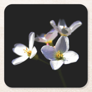 Cardamine Pratensis Flowers coastercna Square Paper Coaster