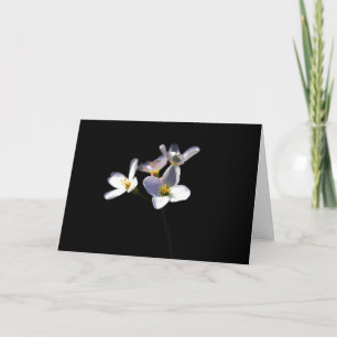 Cardamine Pratensis Flowers gca Card