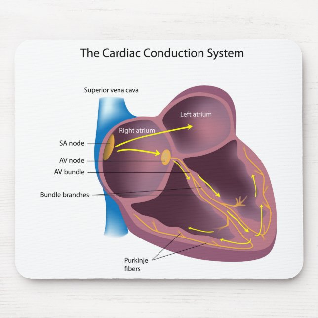 Cardiac Conduction System Mousepad (Front)