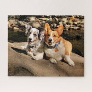 Cardigan and Pembroke Welsh Corgis Jigsaw Puzzle