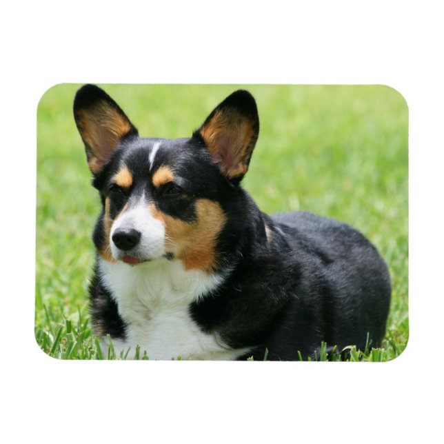 Cardigan Welsh Corgi Magnet (Horizontal)
