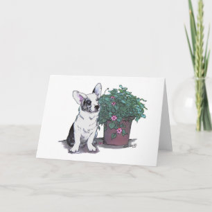 Cardigan Welsh Corgi Notecard ~ Blue Merle