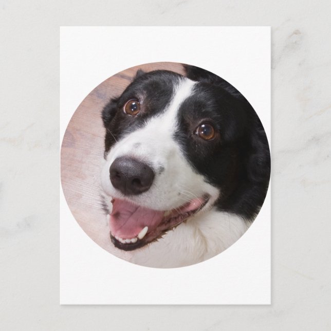 Cardigan Welsh corgi Postcard (Front)