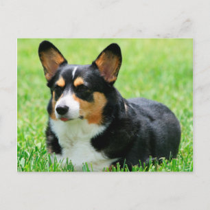 Cardigan Welsh Corgi Postcard
