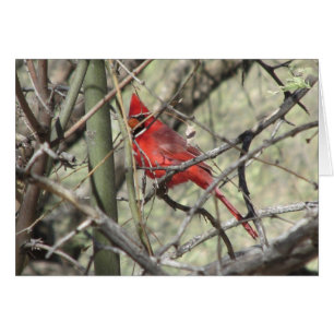 Cardinal