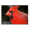 Cardinal