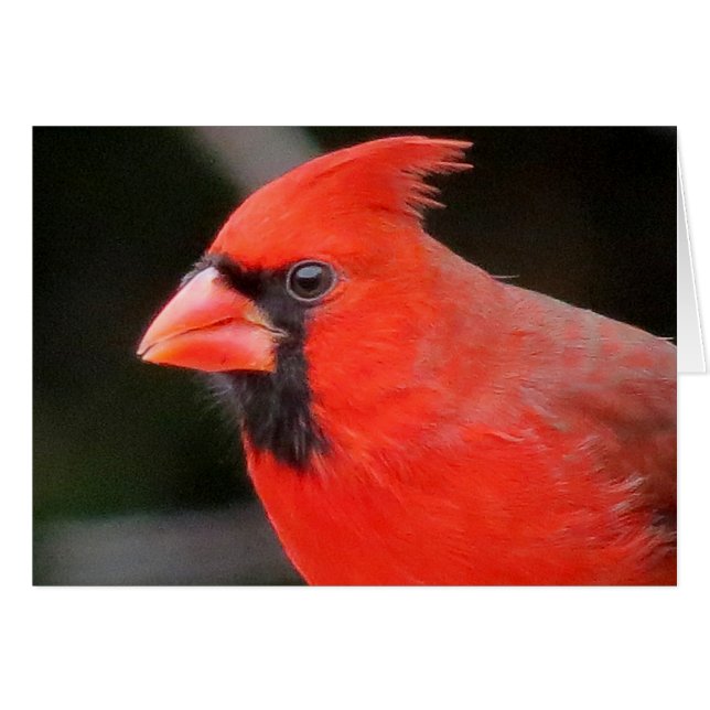 Cardinal (Devant horizontal)
