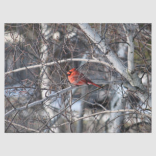 Cardinal 2926 Tissue Paper