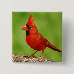 Cardinal 2 Inch Square Button