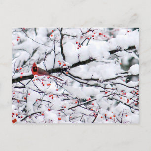 Cardinal 6153 Postcard