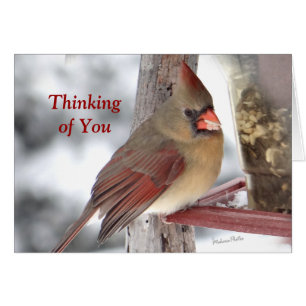 Cardinal 6649 TofY - customize