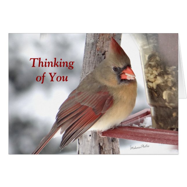 Cardinal 6649 TofY - customize (Front Horizontal)
