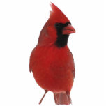 Cardinal Acrylic Sculpture Standing Photo Sculpture<br><div class="desc">This acrylic sculpture features a brilliant red Northern Cardinal. This scarlet creature with his black mask is truly the king of backyard birds!</div>