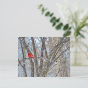 Cardinal and Chickadee Postcard
