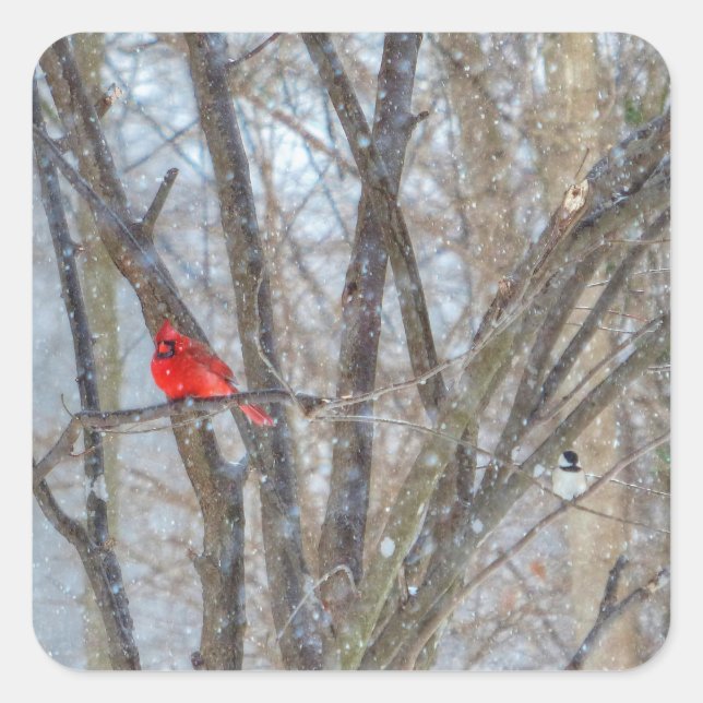 Cardinal and Chickadee Square Sticker (Front)