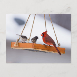 Cardinal and Juncos Postcard