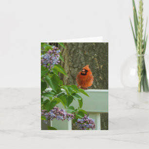 Cardinal and Lilac Card