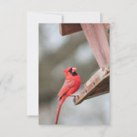 Cardinal at Feeder Blank Notecard
