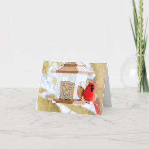 Cardinal at the Feeder - Blank Card