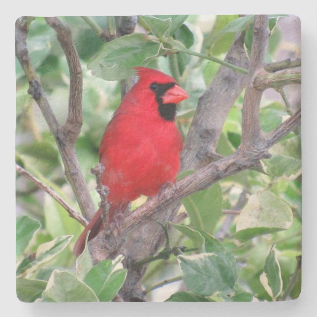 Cardinal - Backyard Bird Series -   Coaster (Front)
