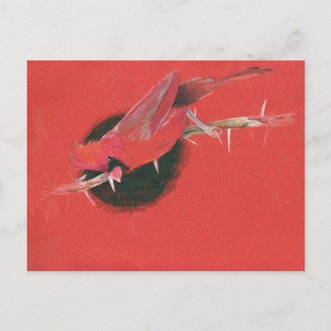 Cardinal bird animal illustration drawing red blac postcard (Front)