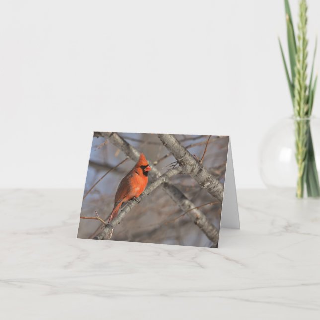 Cardinal bird blank notecard.  thank you card (Front)