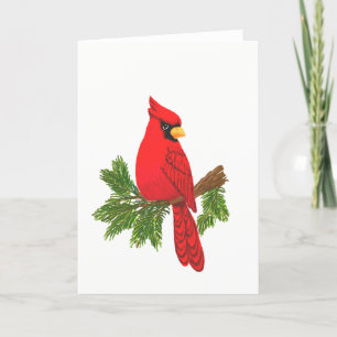 Cardinal  bird card 