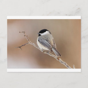 Cardinal Bird in Winter Holiday Postcard