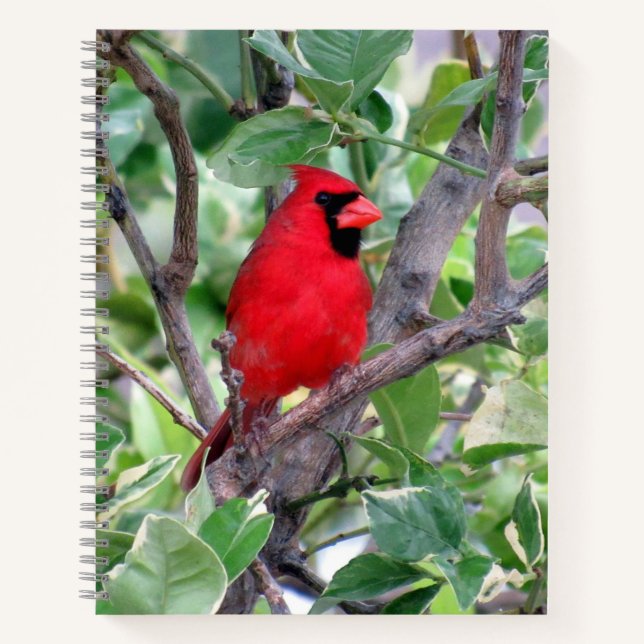 Cardinal (Bird) Notebook, 8.5 x 11 + Notebook (Front)