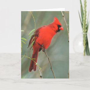 Cardinal Bird Photo Card