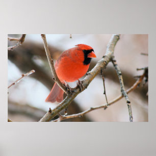 Cardinal Bird  Poster