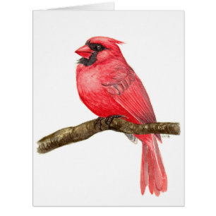 Cardinal bird watercolor