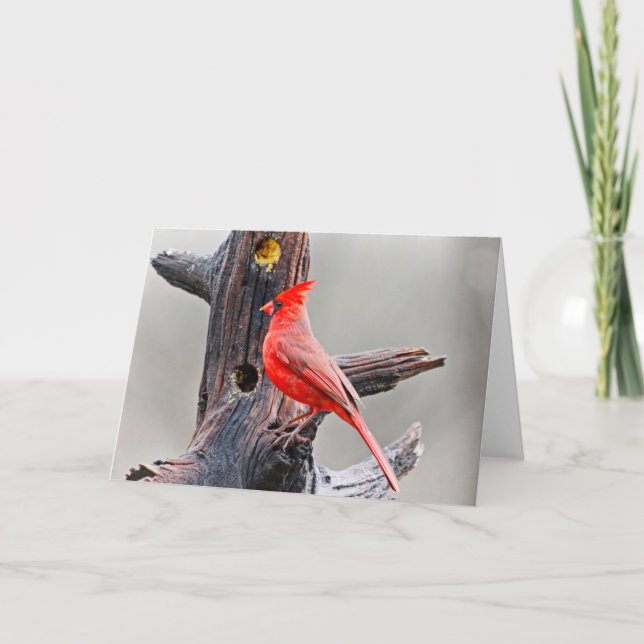 Cardinal Blank Greeting Card (Front)
