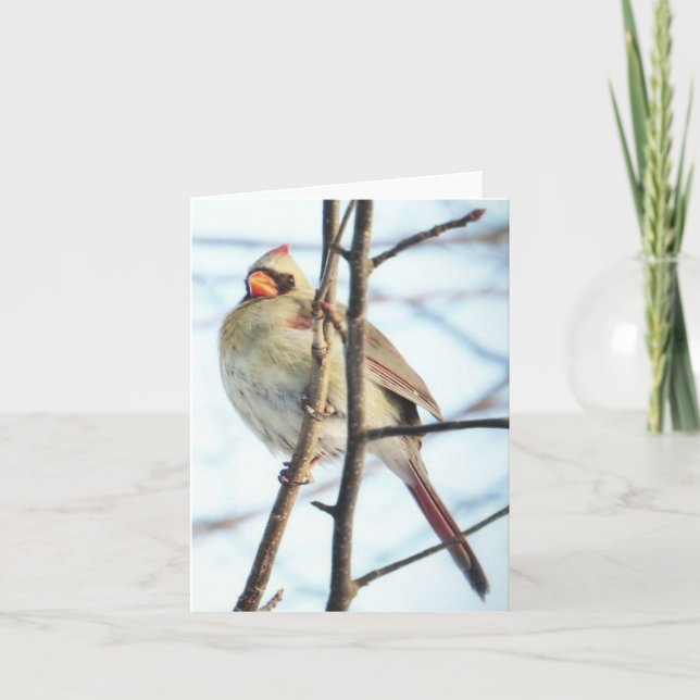 Cardinal - Blank Greeting Card (Front)