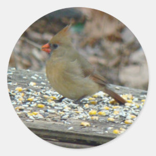 Cardinal (Cardinalis cardinalis) Female Songbird Classic Round Sticker