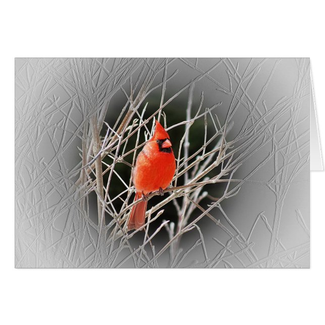 Cardinal Centred - Bird (Front Horizontal)