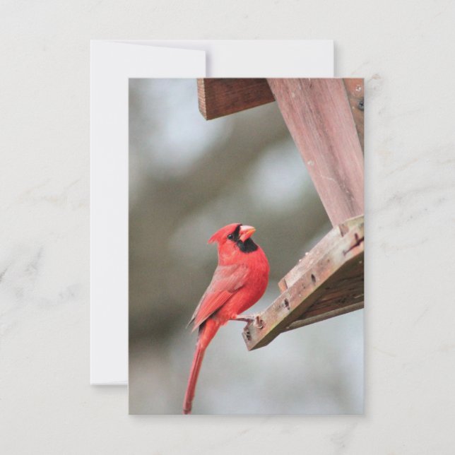 Cardinal chez le Carte pour notes Blank Feeder (Devant)