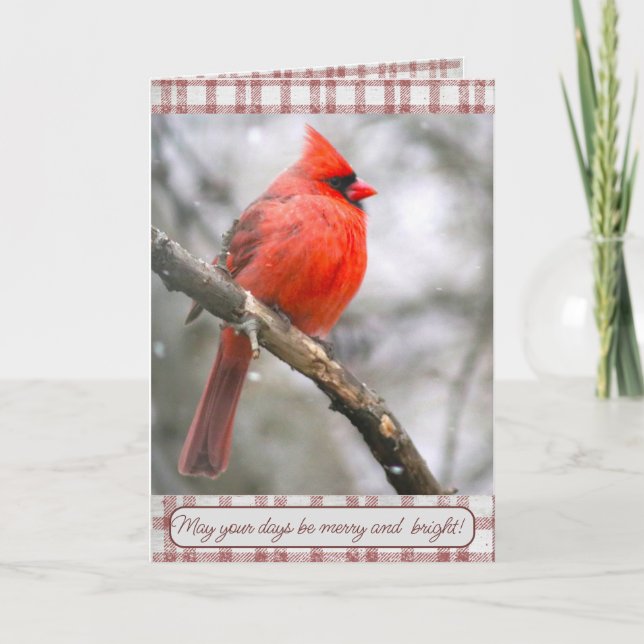 Cardinal Christmas Card (Front)