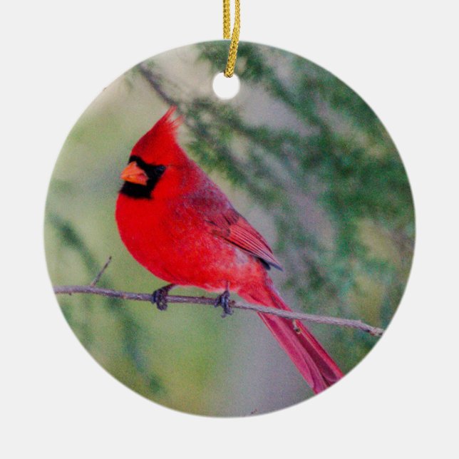 Cardinal Contrast Ceramic Ornament (Front)