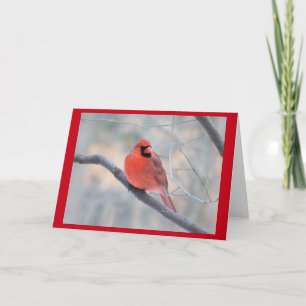 Cardinal Creek Carte de voeux