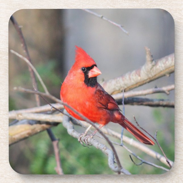 Cardinal Crest Coaster (Front)