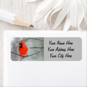 Cardinal dans la neige