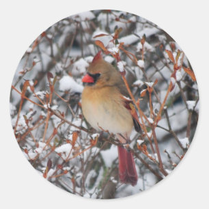 Cardinal dans la neige stickers Noël