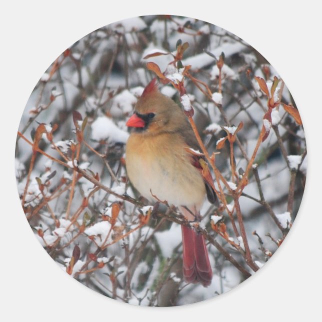 Cardinal dans la neige stickers Noël (Devant)