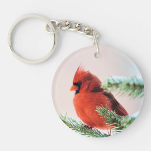 Cardinal dans le sapin à neige
