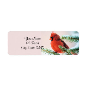 Cardinal dans le sapin épousseté par neige